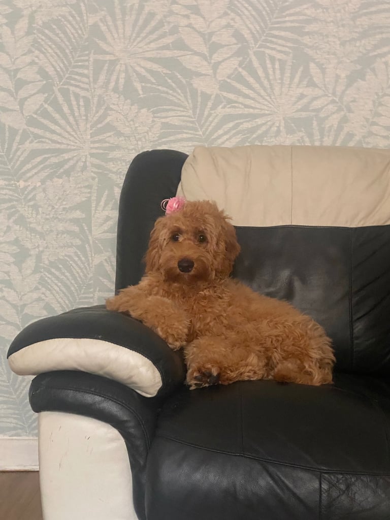 Cockapoo dog