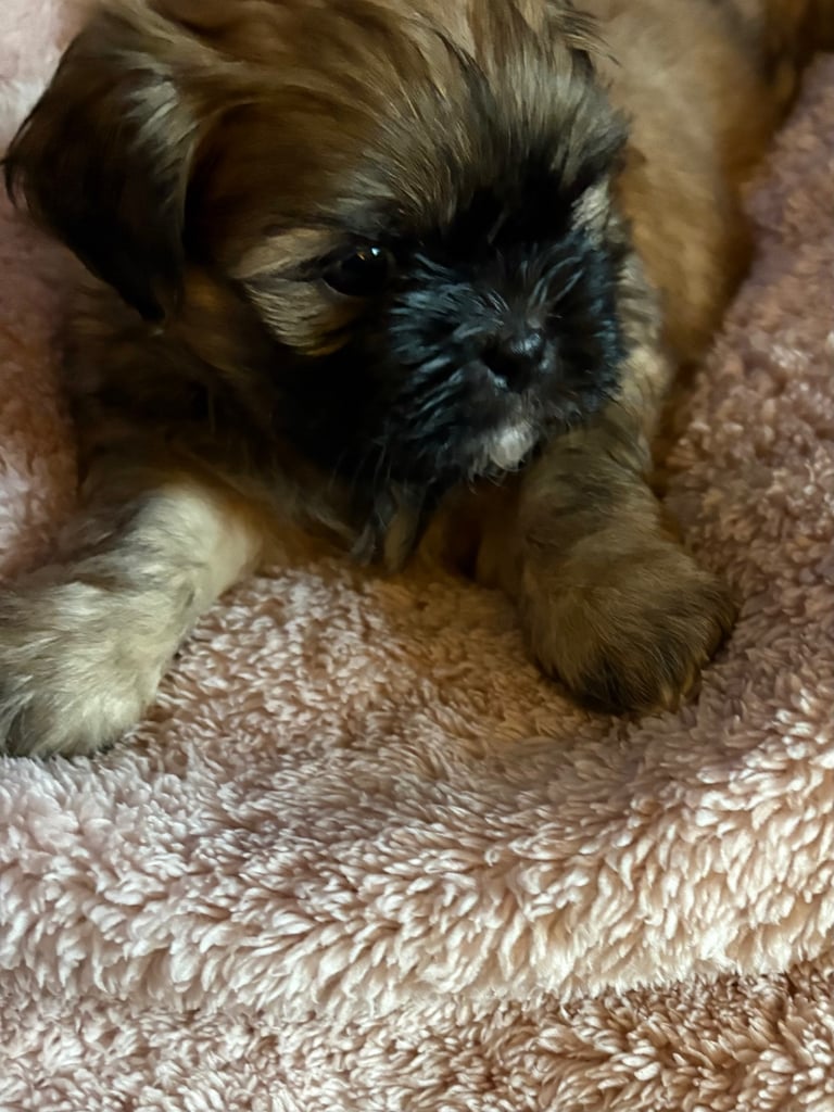 Two stunning shitzu pups 