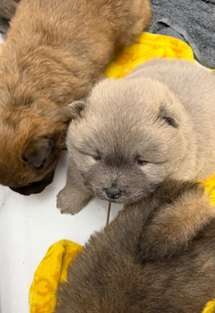 Chow chow puppies x 7 
