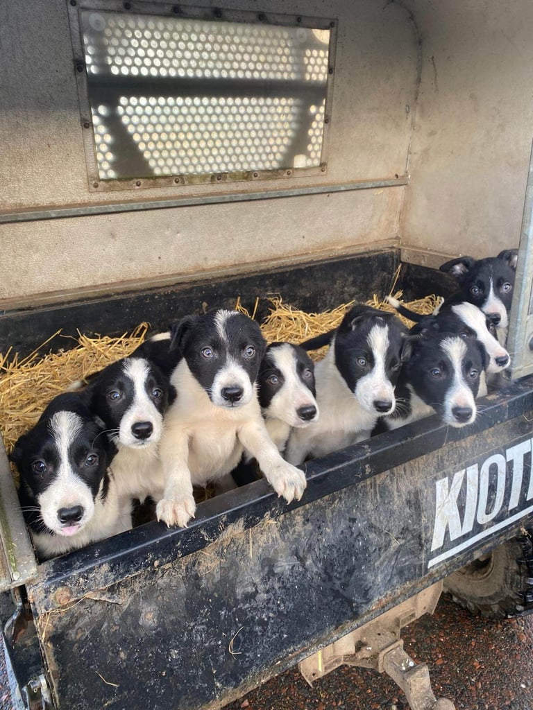 Border collie puppies