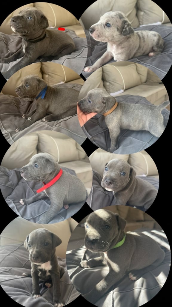 image for Staffy x cane corso puppies 