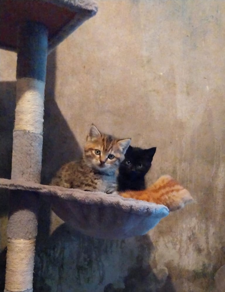 Kittens for sale