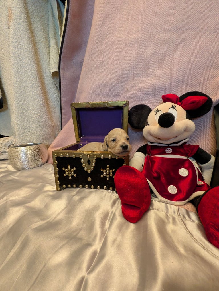  Hi, I’m a long-haired Mini pup! 💕 Rare creams & black & tans — will you be my new mummy or daddy?