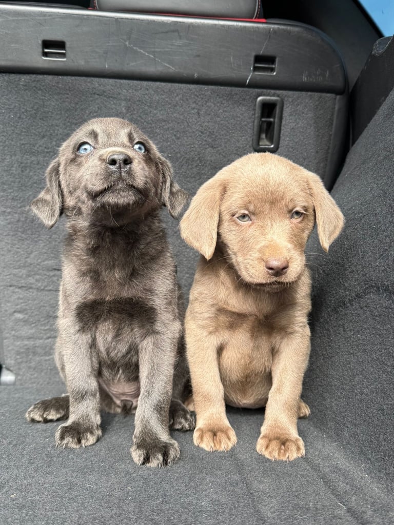 Labrador puppies Charcoal & Silver