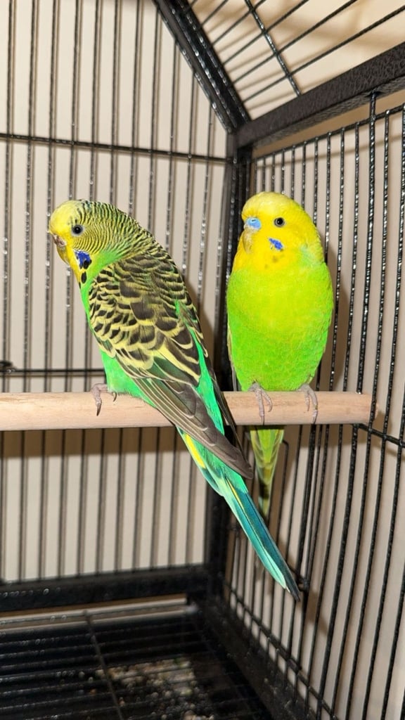 image for Beautiful Budgie Pair 