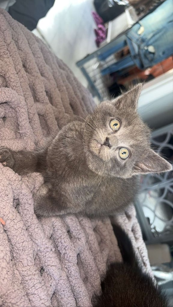 Lovely male kittens x 3  (fuly  grey is now  reserved ) 