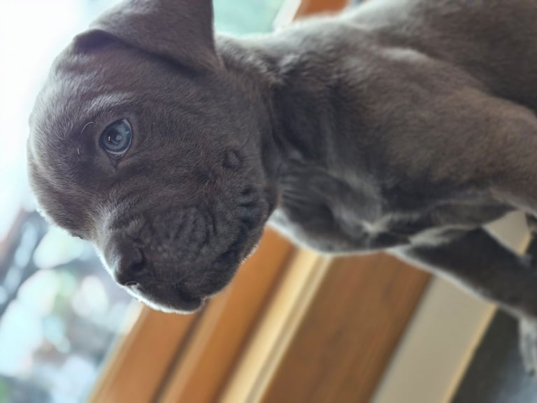Cane  Corso pups 