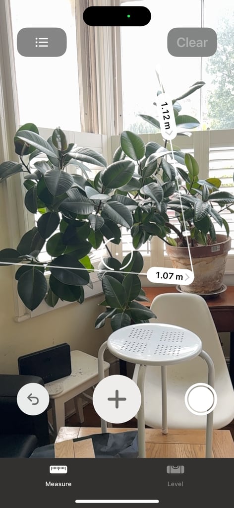 Large Indoor plant tree
