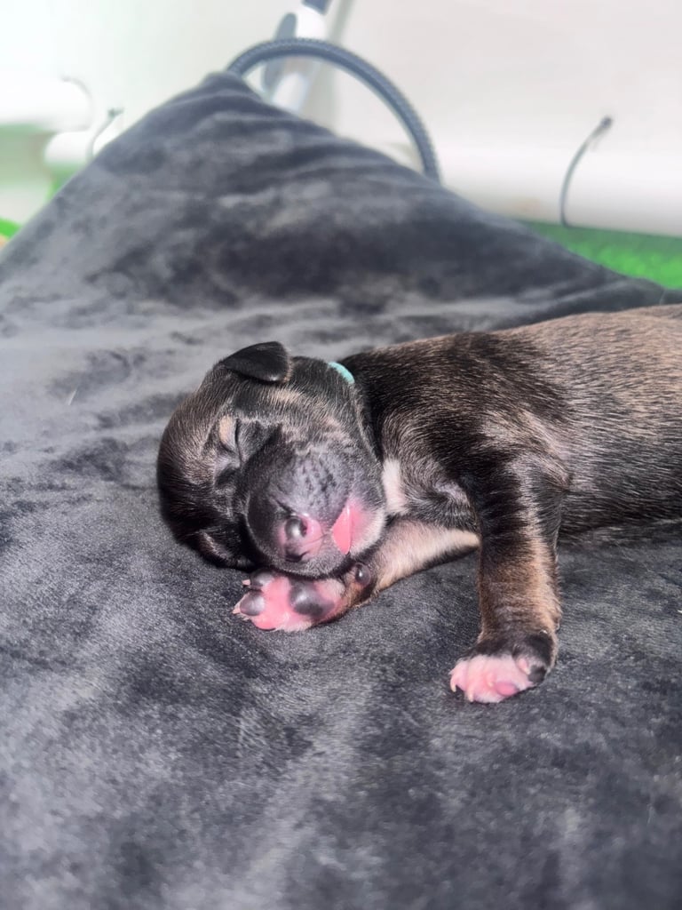 Saluki Bull Greyhound Puppies