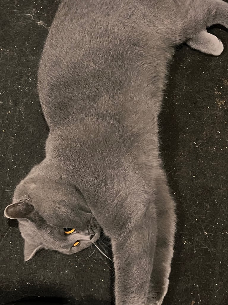 Scottish shorthair 