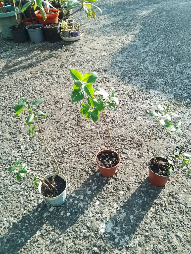 Small lilac trees 