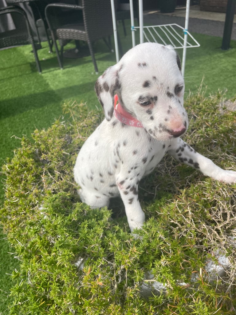 Deaf Dog Deaf Dalmatian Puppies For Sale Dalmatian Dogs Puppies