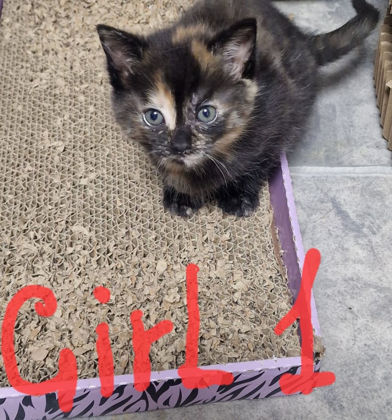 The last girl number 1 remains, the rest are reserved. 2 ginger tabby boys a 2 mixed girls.