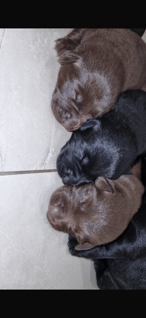 Chocolate Lab/Collie cross pups