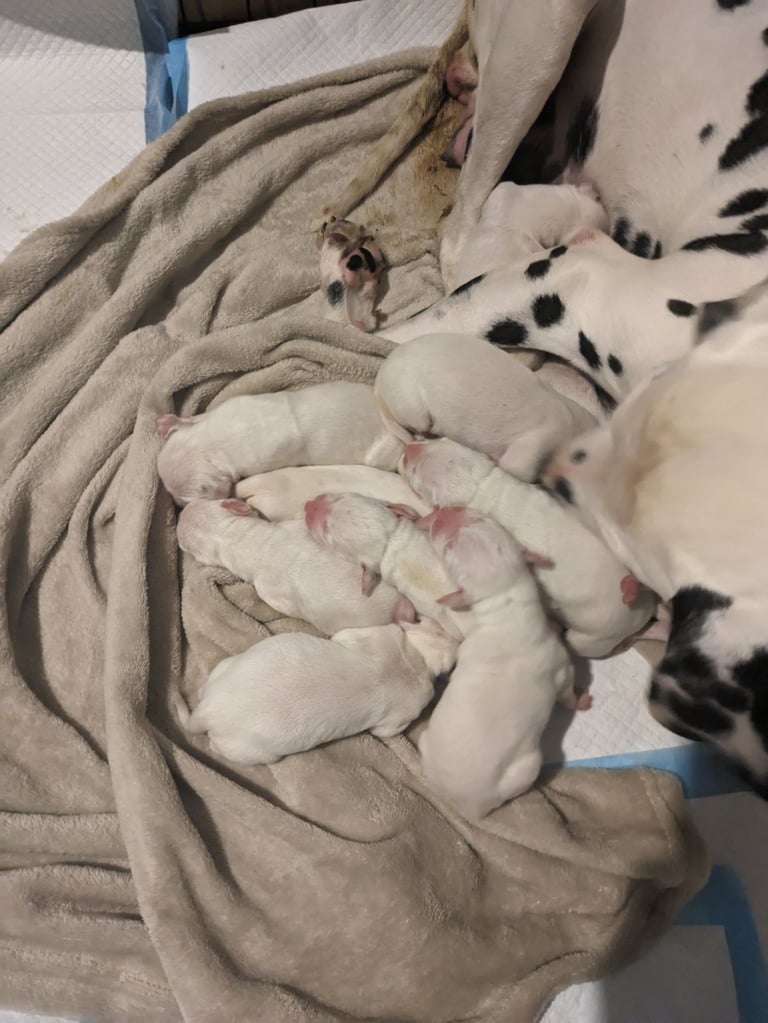 Dalmatians For Sale