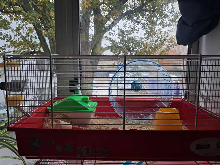 Syrian hamster baby For Rehome