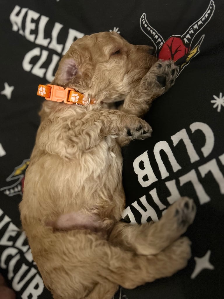 Miniature Cockapoo
