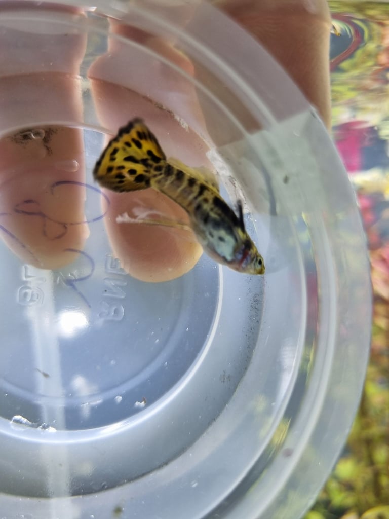 Rare Sunset Galaxy Guppies