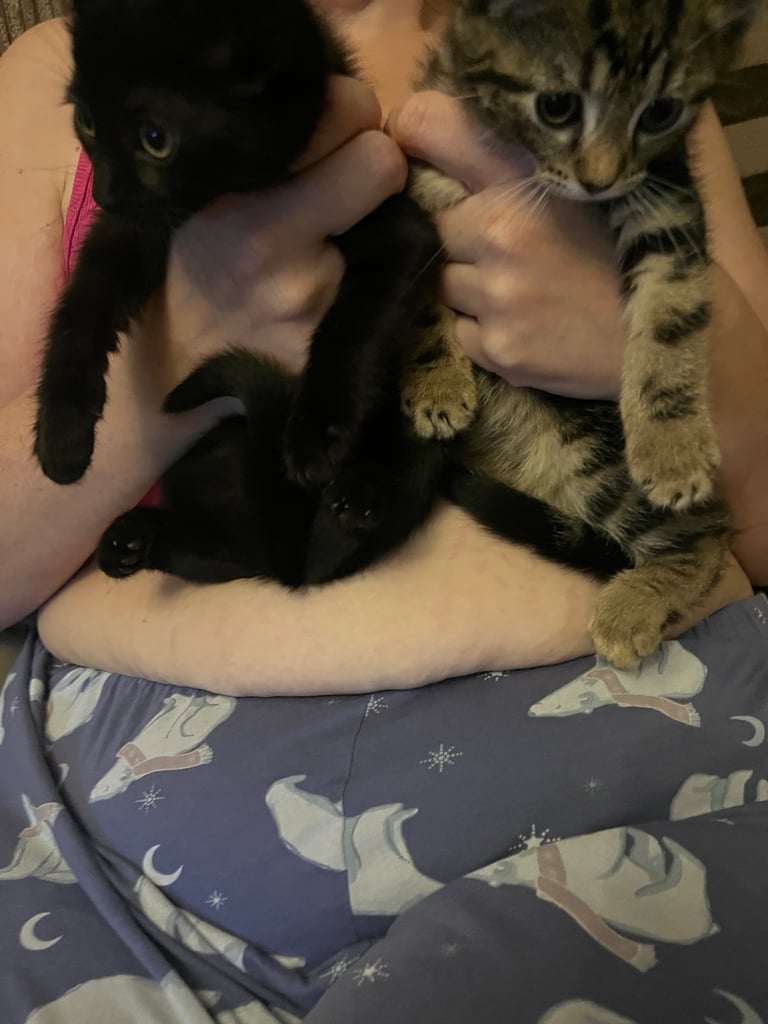 kitten’s only black boy left 