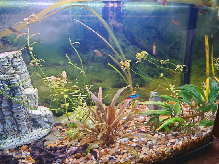 75 L aquarium with fish and accessories