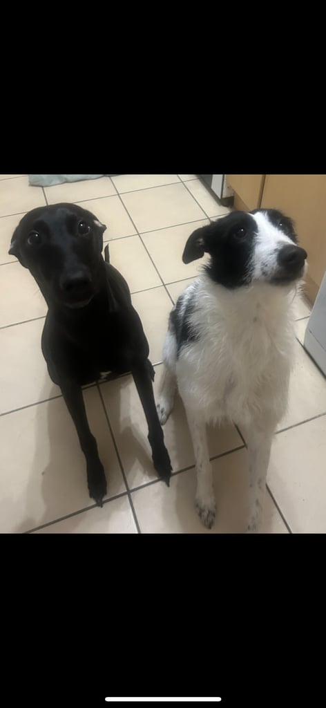 Hugo and Daisy looking for their forever home