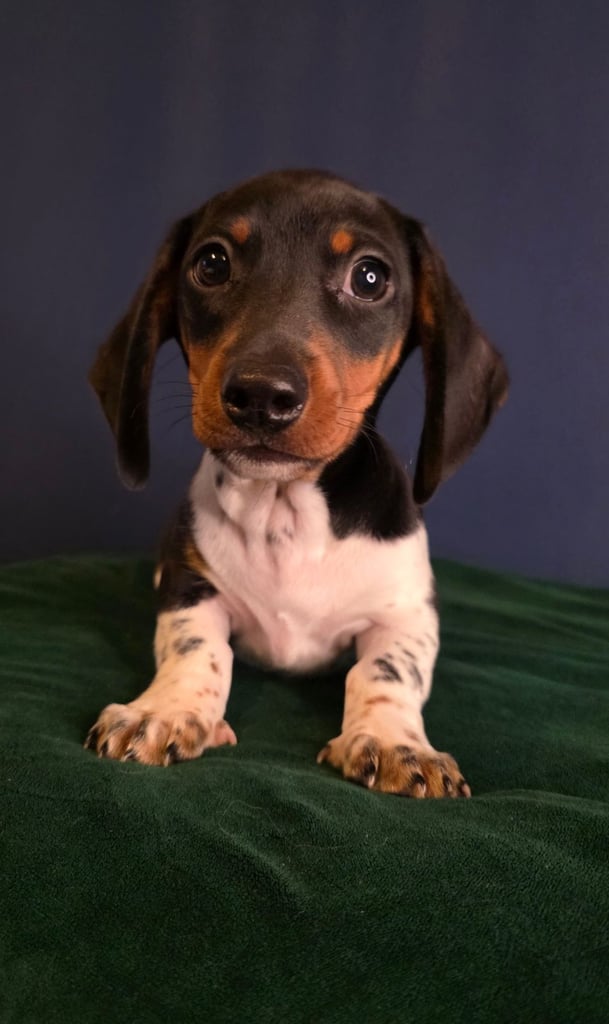 KC Registered Dachshund Puppies