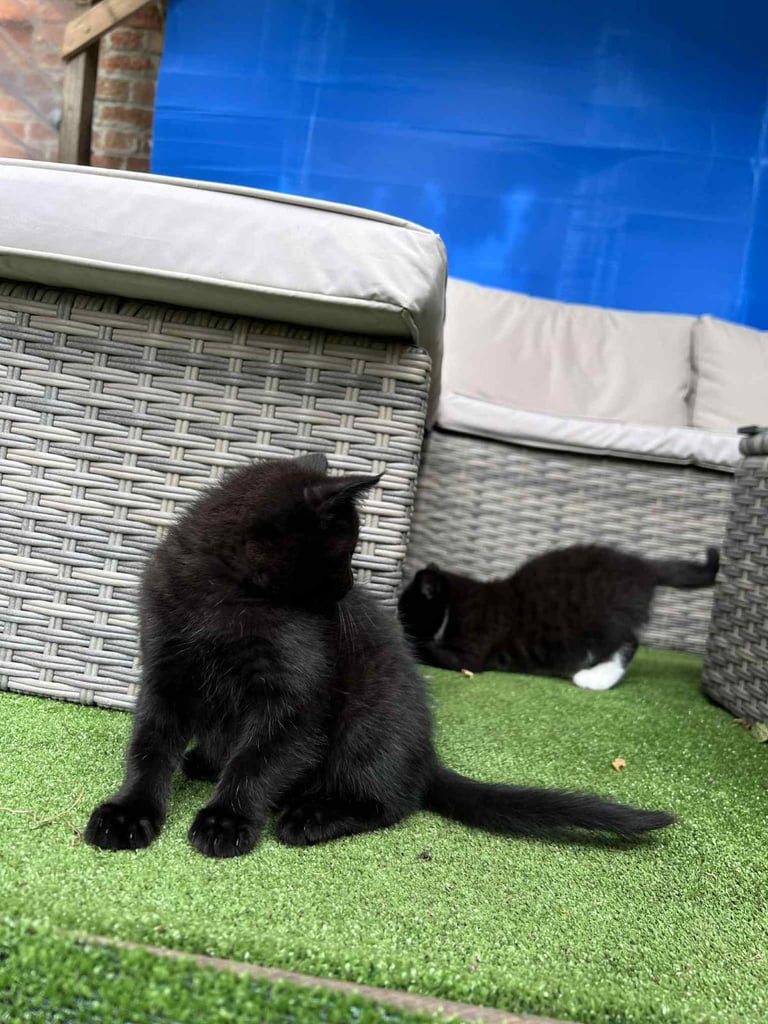 Adorable baby Kittens 