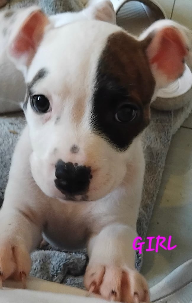 American Bulldog Puppies