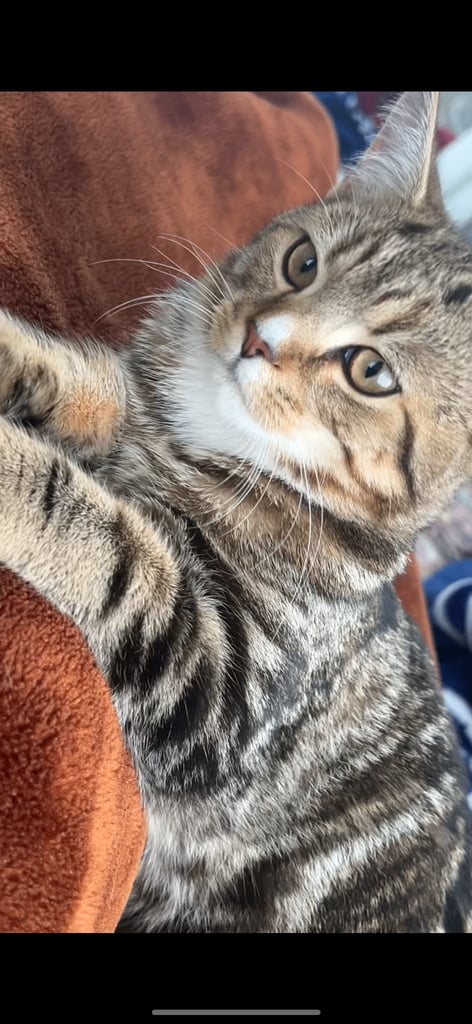 Two mix kittens British shorthair and Persian