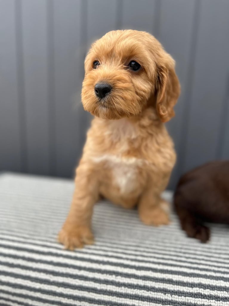 Cockapoo puppies 