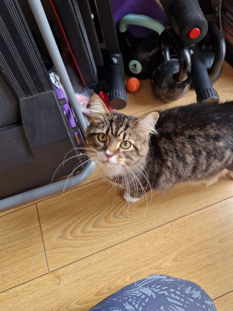 2 female cats 2year and 8months 