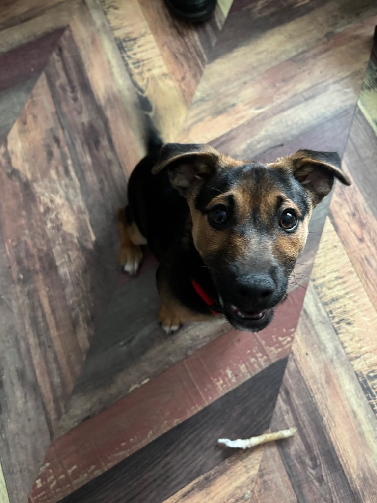Male Jack Russell puppy 