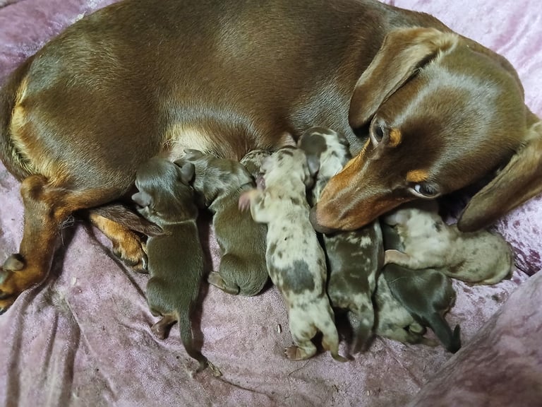 Kc reg miniature dachshund puppy. 1 left