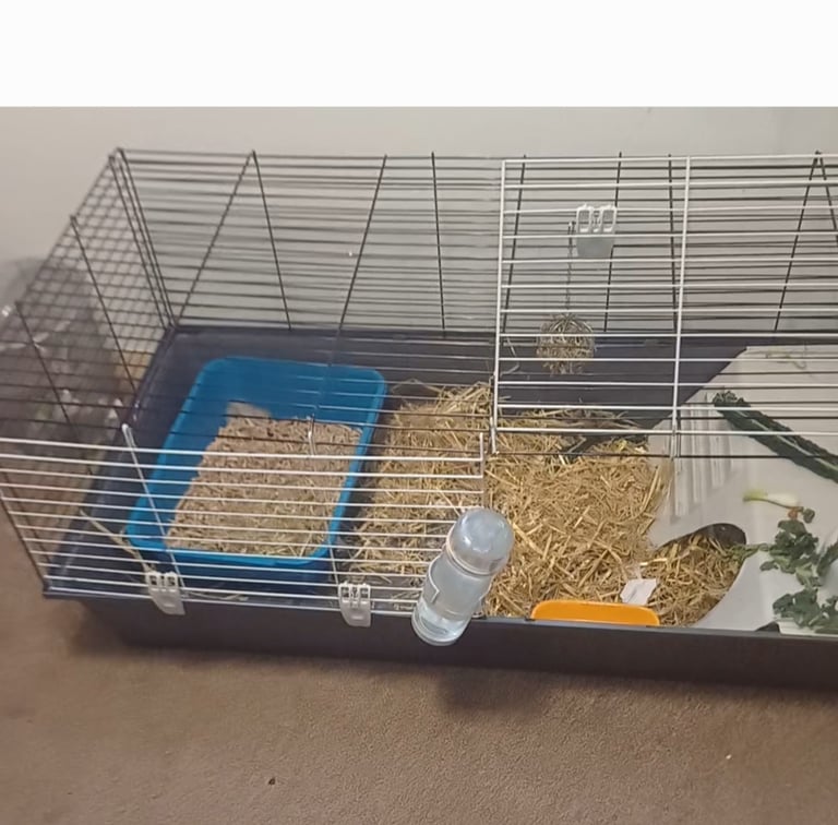 Pending collection-Netherlands dwarf rabbit