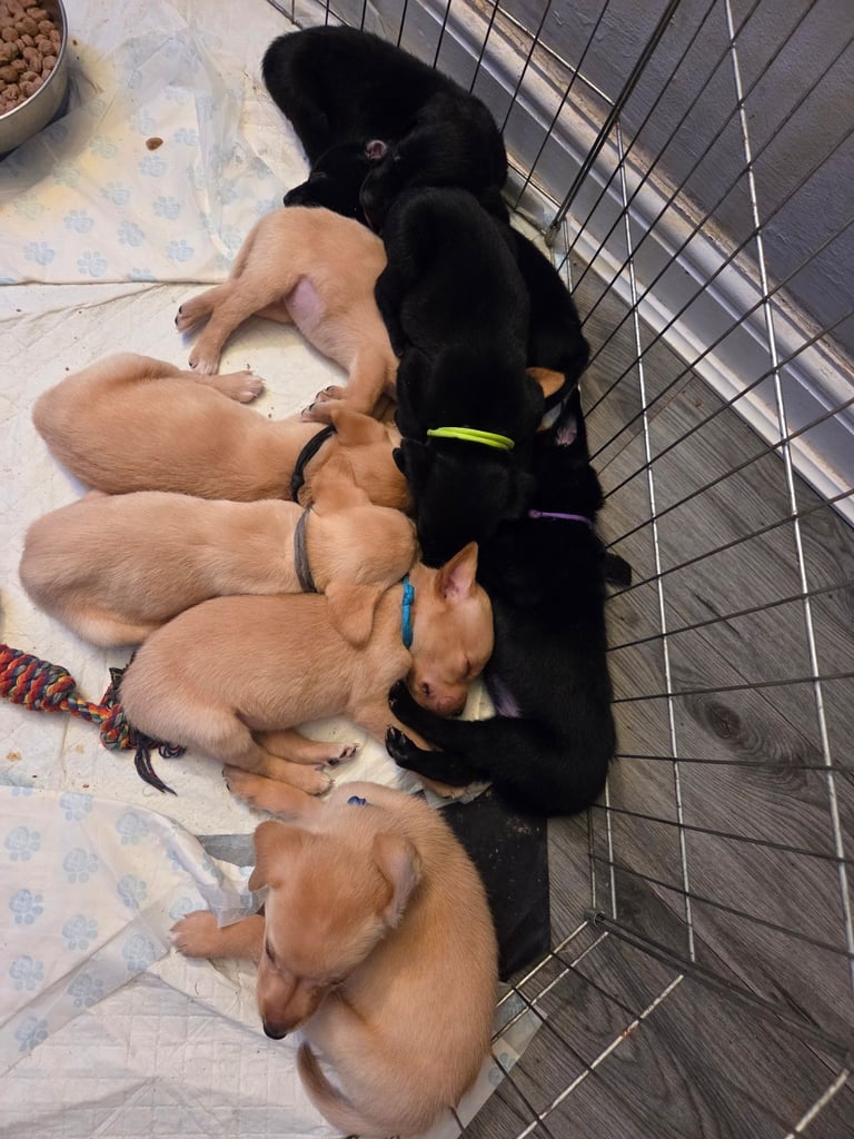 Labrador puppies 