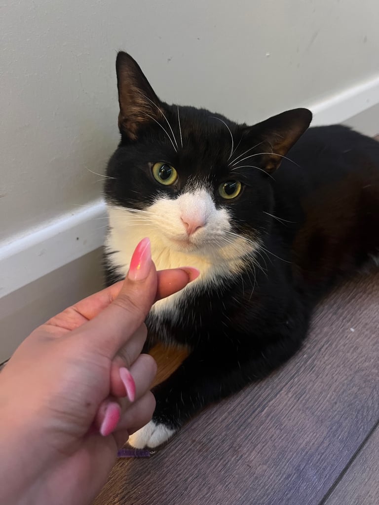 Very friendly British shorthair 