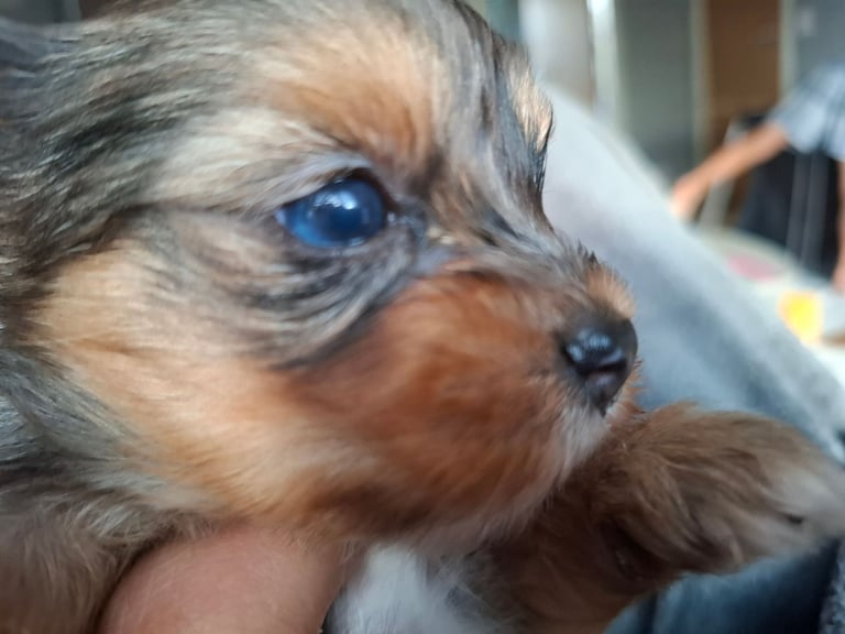 Dog Breeds Micro Yorkies For Sale Near Me Yorkshire Terrier Dogs