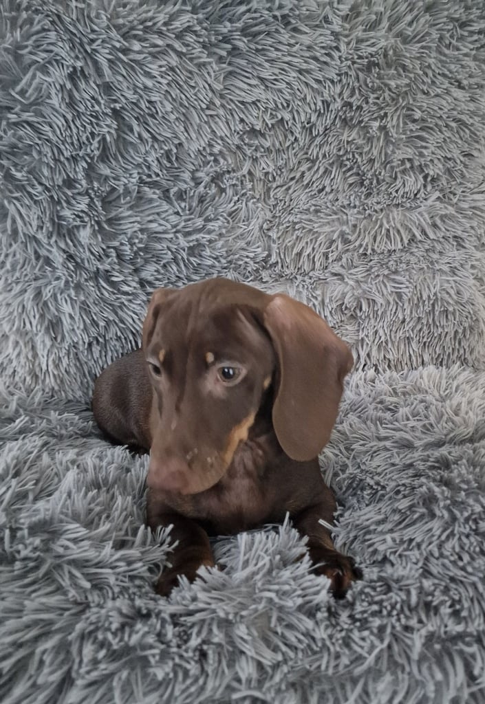 Miniture dachshund puppies 