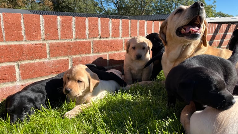 Labrador puppies 