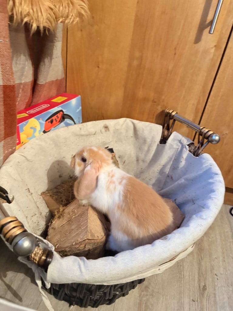 image for Mini Lop bunny