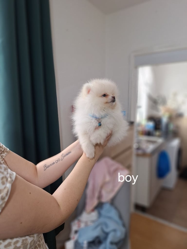  Beautiful  Teddy bear pomeranian xs puppies for sale. 