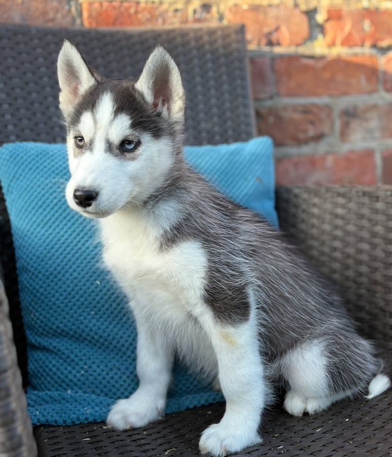 Siberian husky puppies 