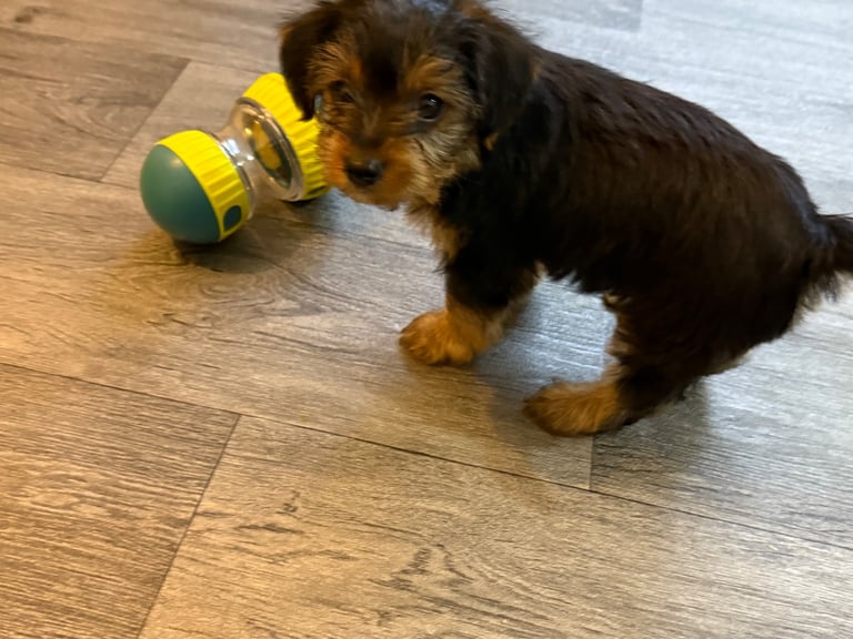  Full Breed Yorkshire Terrier Boy – 8 Weeks Old 