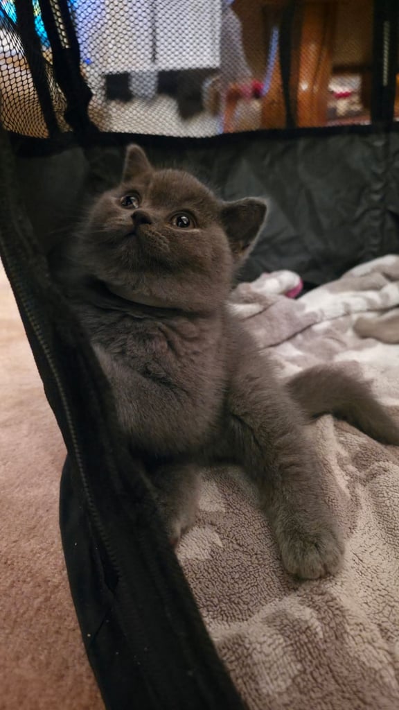 British Shorthair Kittens for sale - Pedigree Lilac and Blue