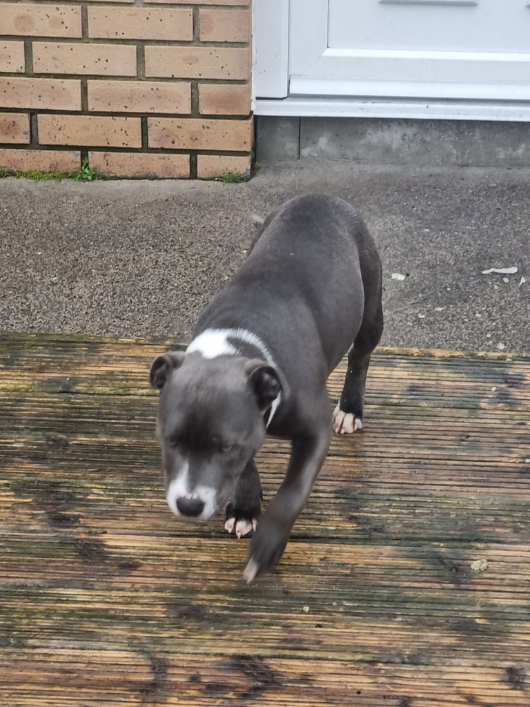 Staffordshire bull terrier kc 