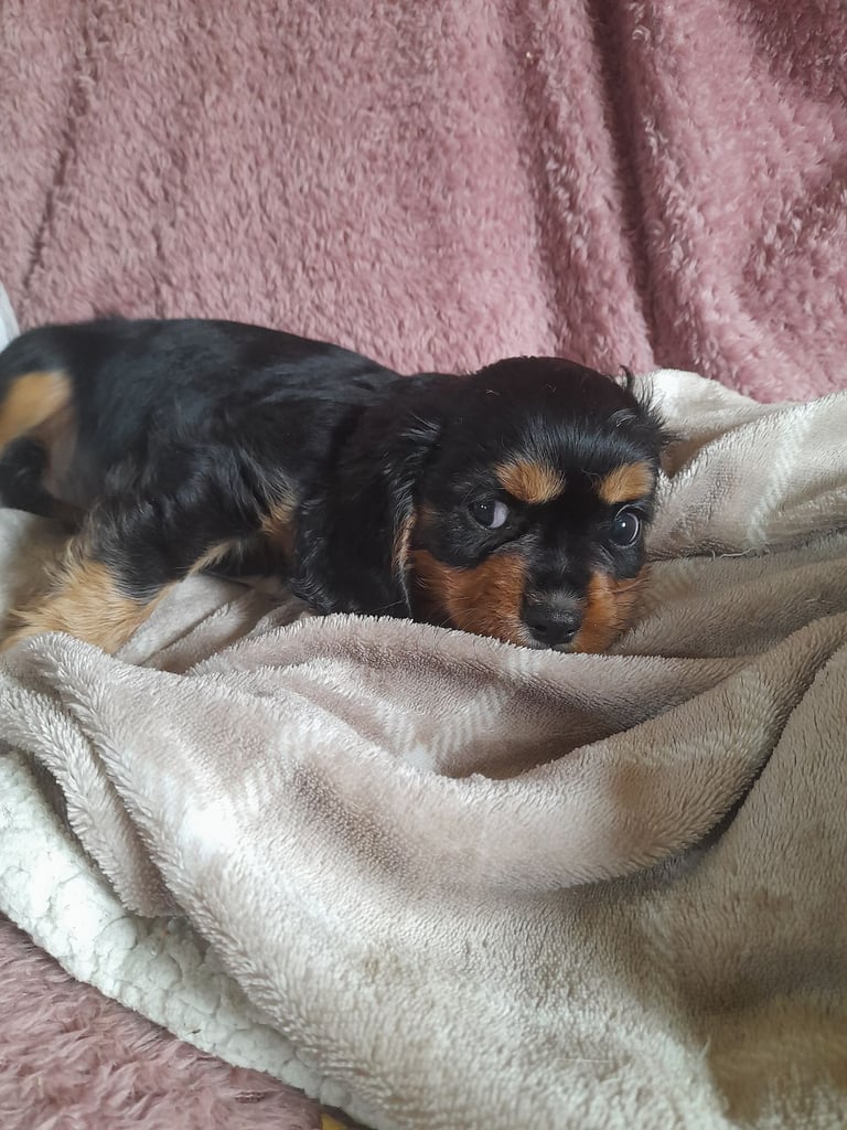 Cavalier King Charles spaniel female 