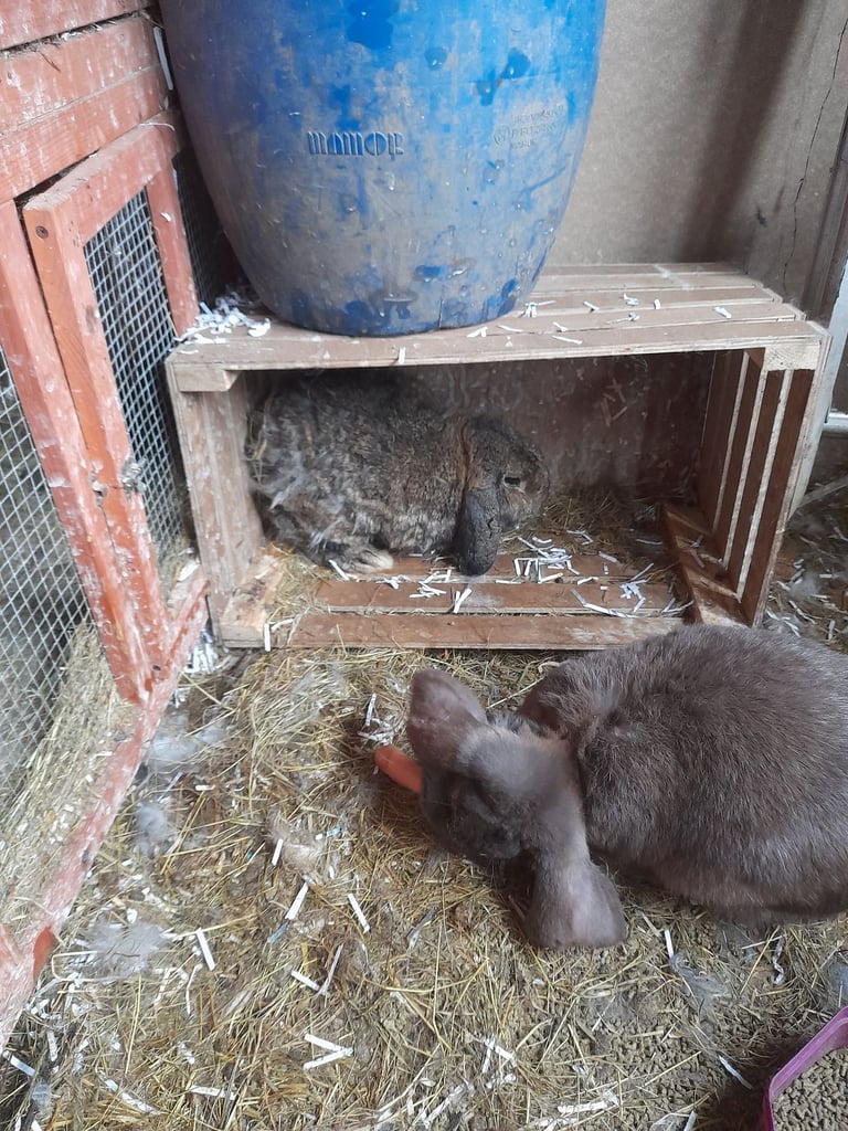 image for Male and female giant french lops