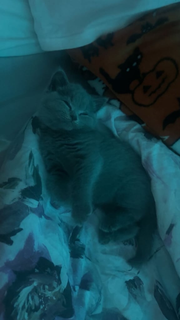 Pedigree British shorthair  