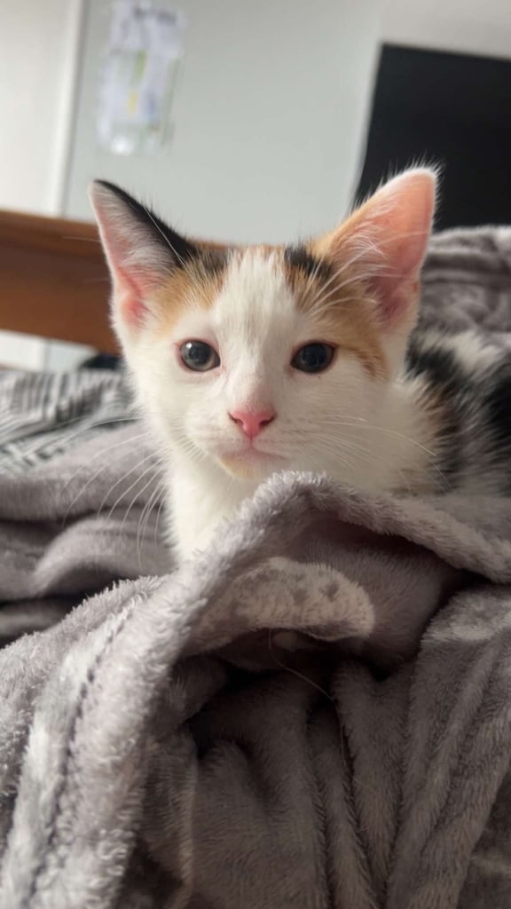 Beautiful Short Hair kitten