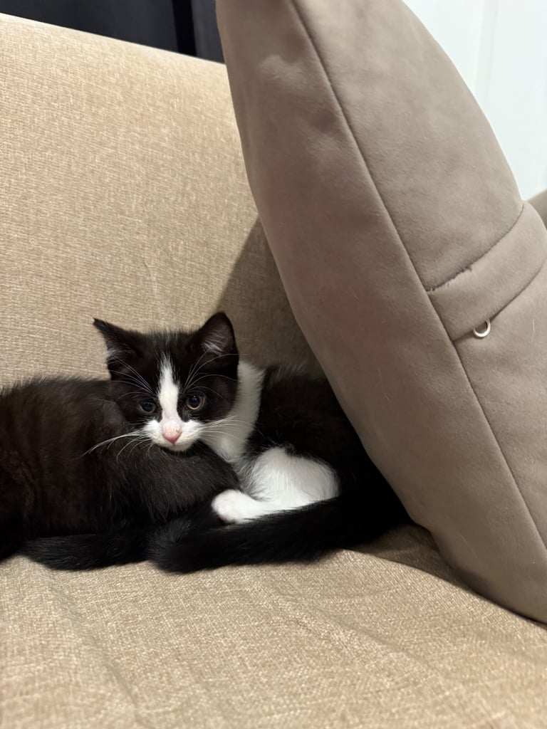 11 week kitten looking for good home